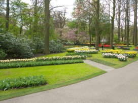 2014-04-17 Holland Tulips 32.jpg